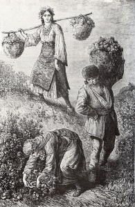 391px-Rose-picking_in_Bulgaria_1870ies