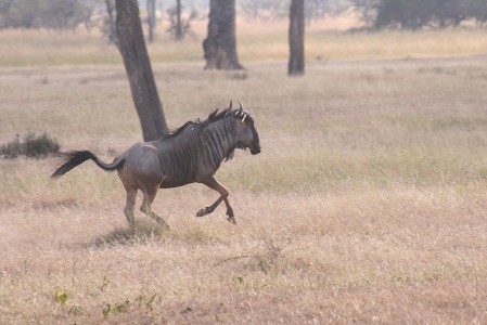 800px-Wildebeest_mikumi