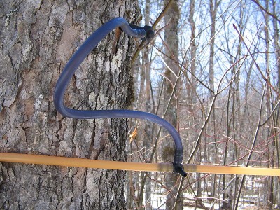 800px-Maple_syrup_taps