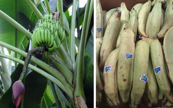 Bananas_plantains