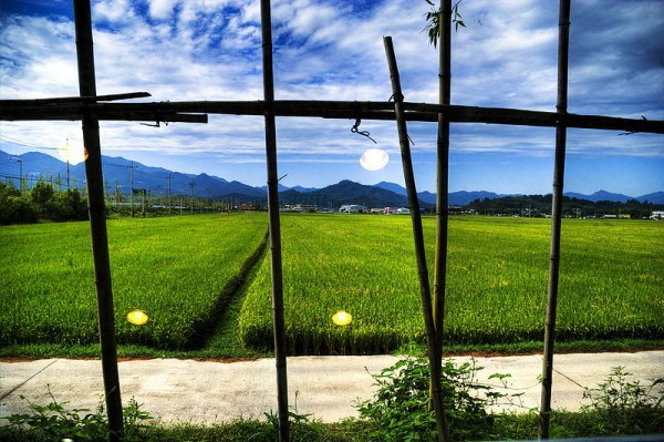 RicePaddy