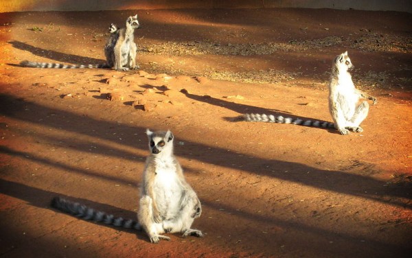 Lemur-in-Madagascar
