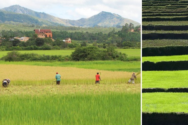 Madagascar-Rice-Fields