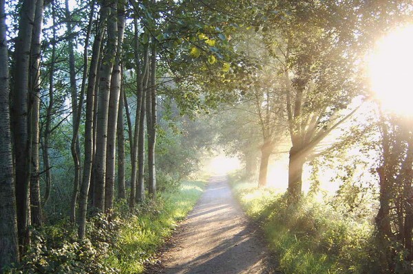 morning-in-the-neterhlands