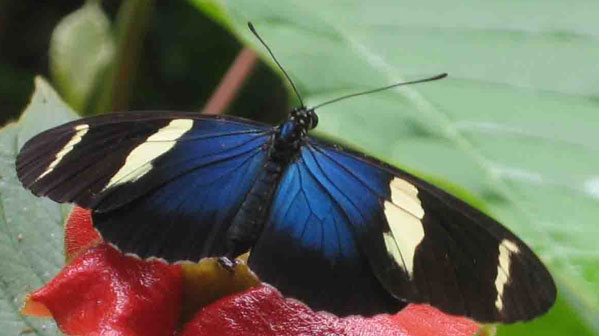 panama-butterfly