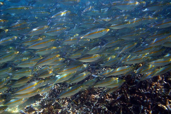 fish-in-papua-new-guinea