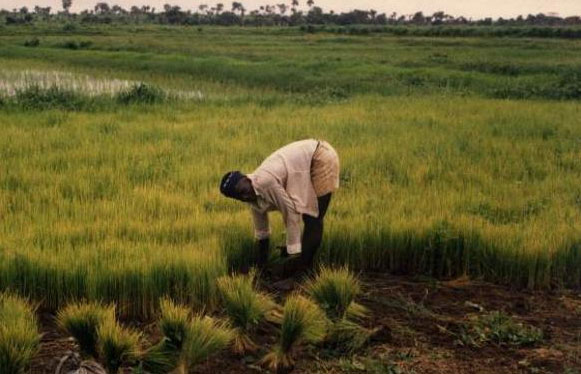 Rice farming, Rolako, Bombali district, Sierra Leone. Photo by Marc RACHOU.