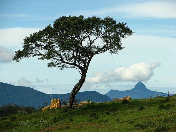 Ambewela, Sri Lanka. Photo by Anuradha Ratnaweera.