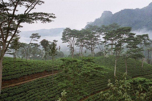 Tea plantation in Sri Lanka. Photo by Anjadora.