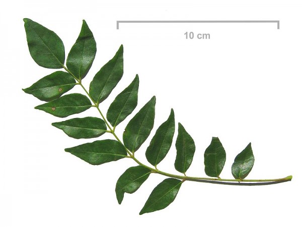 Curry Leaves. Photo by Sonja Pauen - Stanhopea.