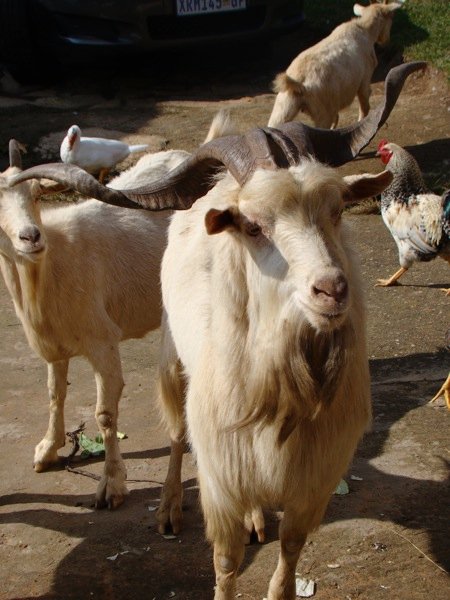 Animals in Swaziland. Photo by Jenny M. Buccos. animals in swaziland