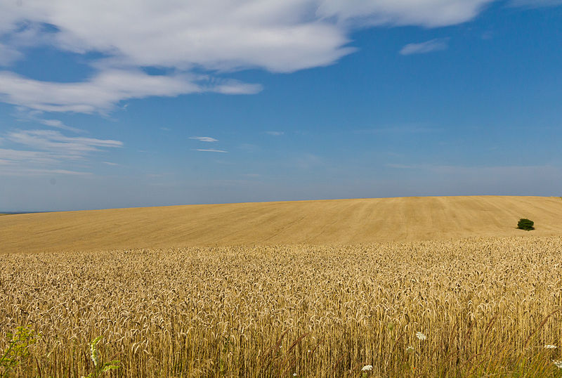 Wheat fields in Midsummer in Ukraine, Oblast Lviv-by Raimond Spekking