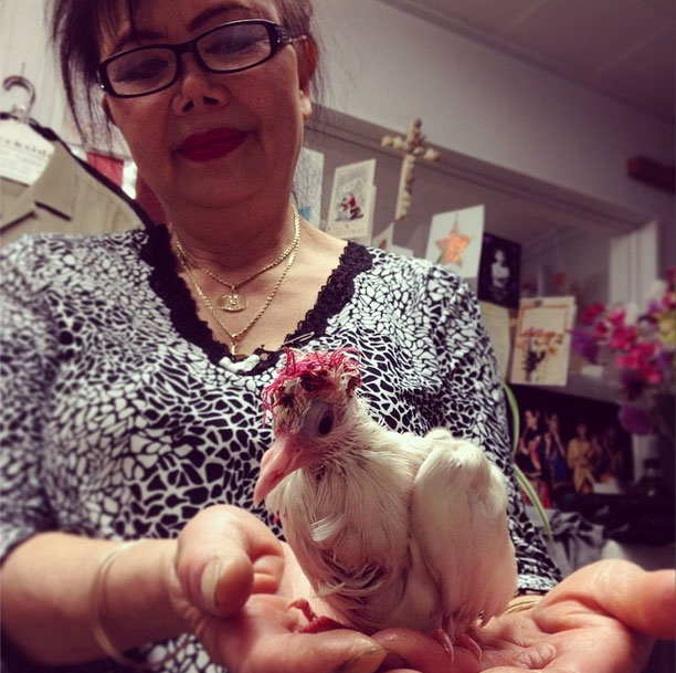 Woman stitches dying bird's head shut in an act of extreme compassion. Woman stitches dying bird's head shut in an act of extreme compassion.