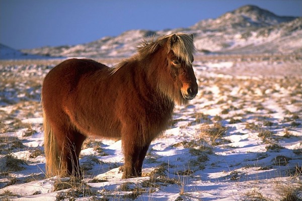 An Icelandic horse near Krýsuvík. Photo by Andreas Tille.