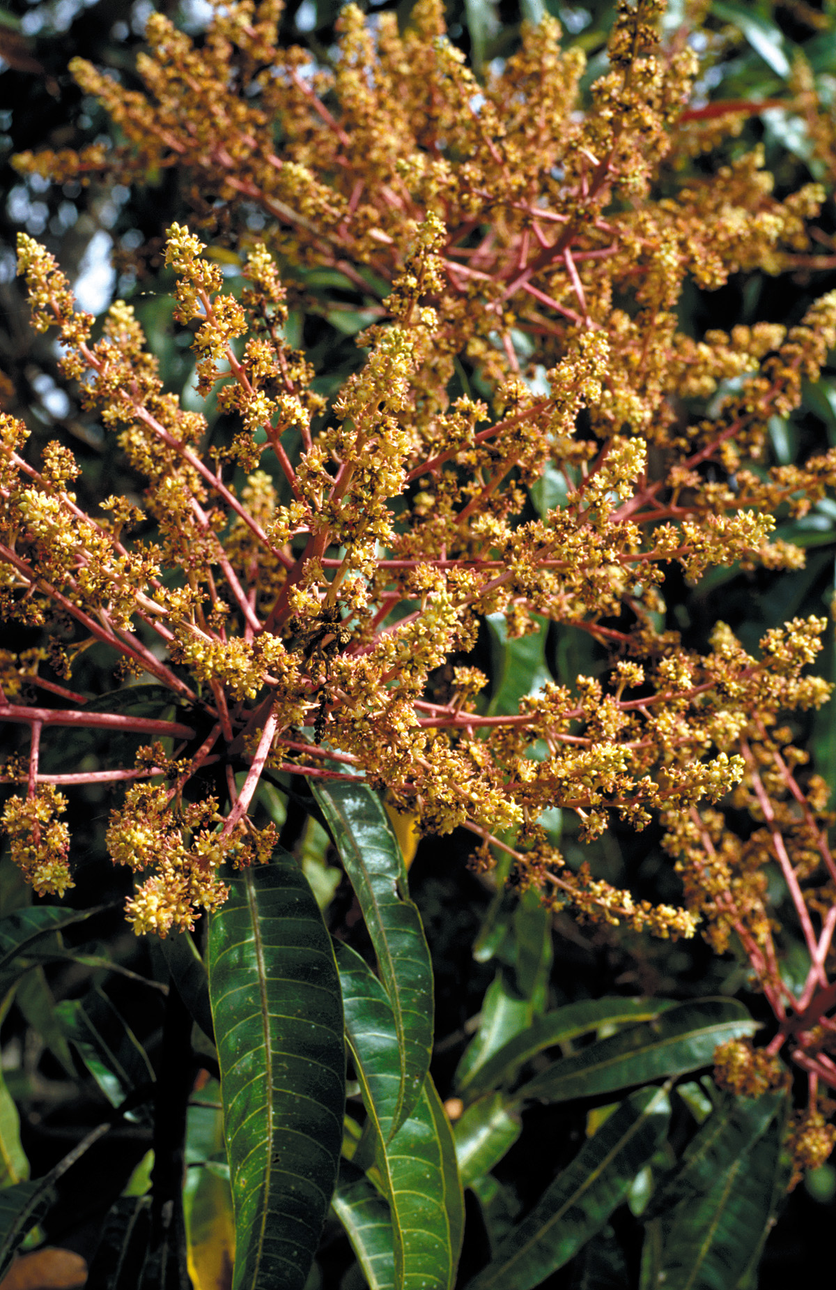 : Closeup view of mango tree flowers, Cardwell. QLD. Date26 July 2007 Sourcehttp://www.scienceimage.csiro.au/image/3706 AuthorWillem van Aken, CSIRO