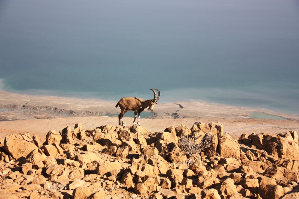 Israeli mountain goat by Sigal Ben Amram.