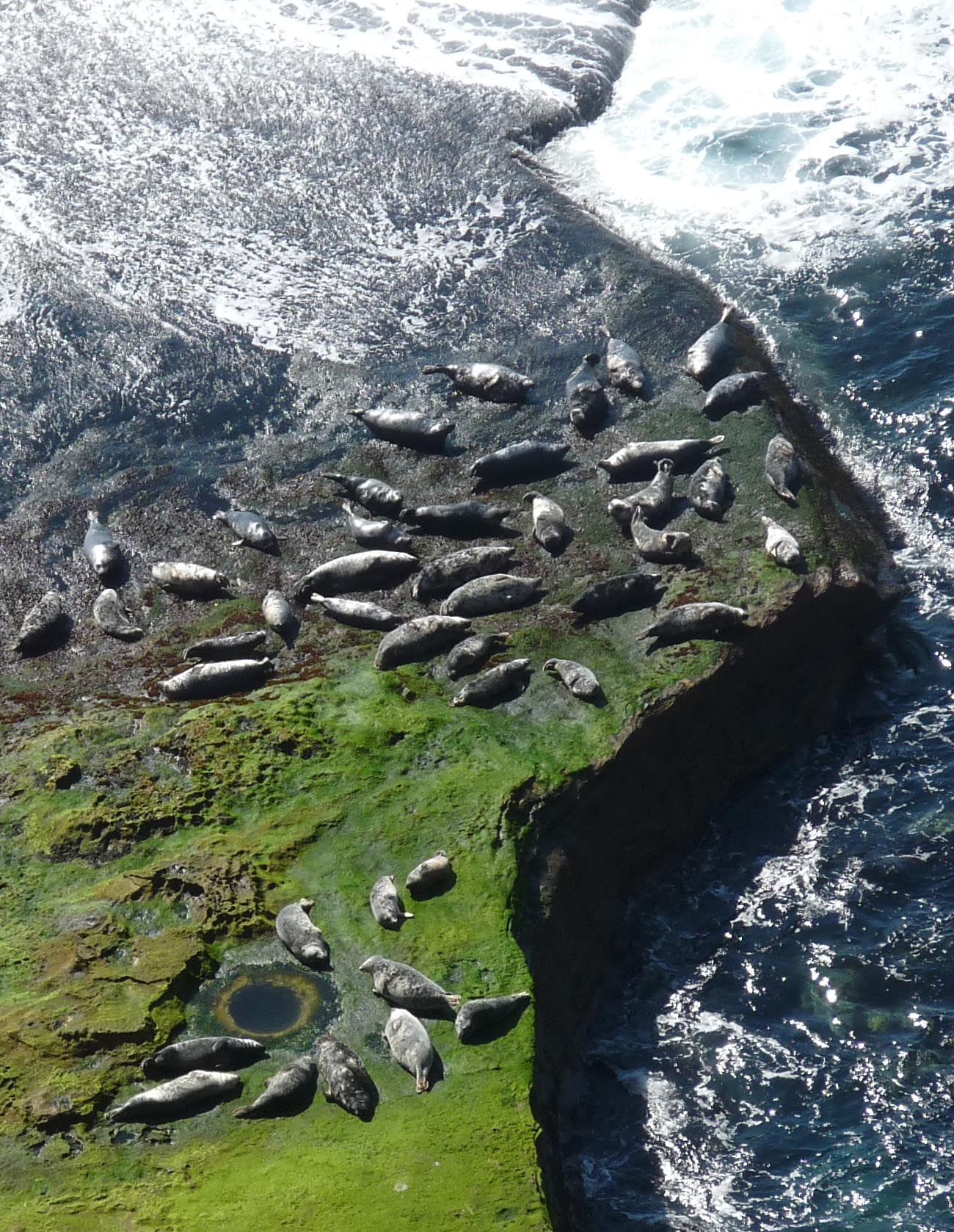 By Claire Pegrum, CC BY-SA 2.0, https://commons.wikimedia.org/w/index.php?curid=19405384